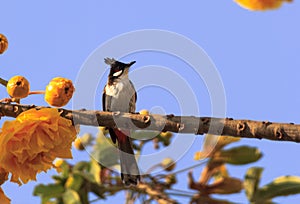 Alone bulbul bird Pycnonotidae