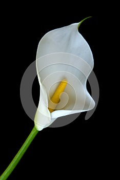 Alone Calla lily flower on a black background