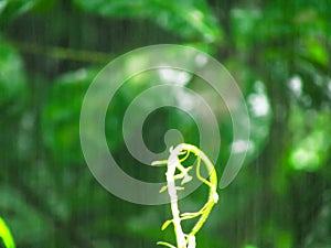 Alone climber in rain