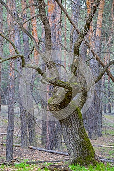 Alone closeup oak tree in forest