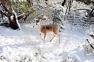 Alone in the cold this doe searches for food in the forest covered with snow.