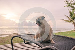 Alone cute pug dog tongue sticking out sad and sit alone on beach chair with summer sea and looking at cloudy sunset