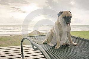 Alone cute pug dog tongue sticking out sad and sit rest on beach