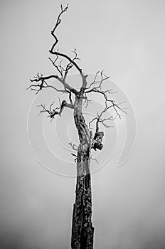 Alone Dead Tree