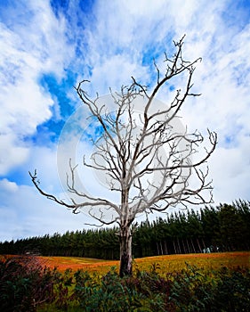 Alone Dead Tree on the highway