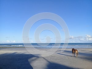 Alone dog on the beach
