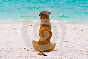 Alone dog sit on the beach