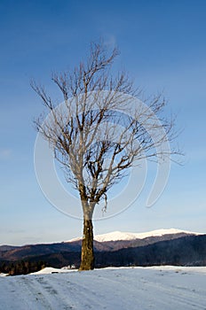 Alone dry tree