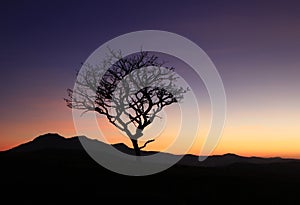 Alone dry tree on mountain