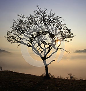 Alone dry tree on mountain