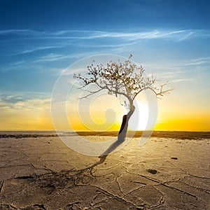 Alone dry tree among saline cracked lands at the sunset