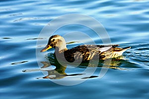 Alone duck (anatidae)
