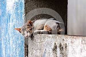 Alone Feral kitten sleeping on wall