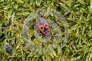 Alone Firebug on old green moss