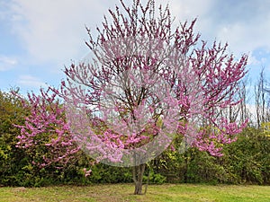 AloneTree Cercis siliquastrum or Cercis canadensis. photo