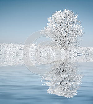 Congelato un albero 