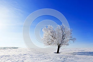 Alone frozen tree in field and blue sky with clouds