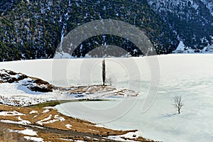 Alone frozen tree in a frozen river in winter on a background of mountains