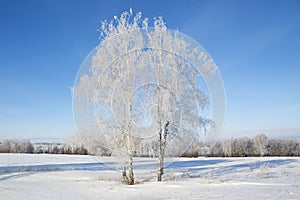 Alone frozen tree on winter field