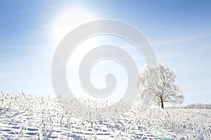 Alone frozen tree on winter field