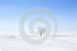 Alone frozen tree on winter field and blue sky