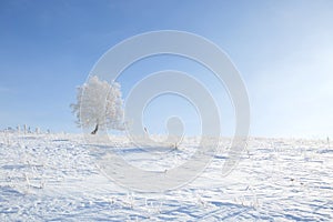 Alone frozen tree on winter field and blue sky