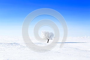 Alone frozen tree on winter field and blue sky
