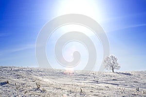 Alone frozen tree on winter field and blue sky