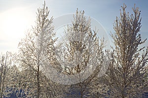 Alone frozen tree on winter field