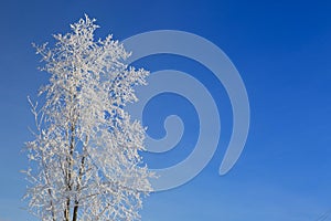 Alone frozen tree on winter field