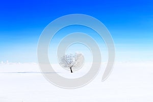 Alone frozen tree on winter field and blue sky