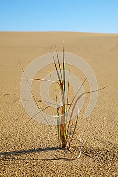 Alone grass plant in desert