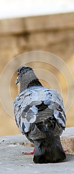 Alone gray indian  pigeon close up