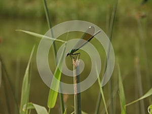 Alone green dragonfly