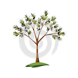 Alone Green stylized Olive tree with leaves and black olives on white background. Eco design. Vector nature isolated