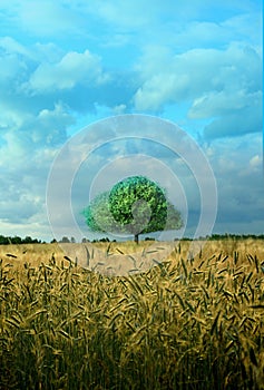 Alone green tree, blue sky and yellow field