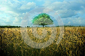 Alone green tree, blue sky and yellow field