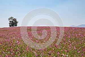 Alone green tree with pink or violet poppies flower field on hill and mountain and blue sky.