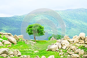 Alone green tree on rock mountain nature background