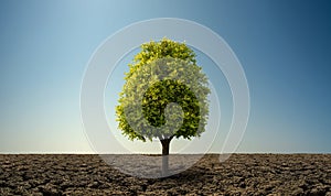 Alone green tree in severe drought desert