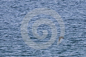 Alone harlequin duck Histrionicus histrionicus flying over the blurred sea water surface. Natural background, wallpaper.