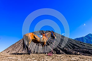 Alone horse at bromo mount in midday