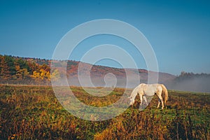 Alone horse grassing on autumn morning meadow