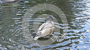 Alone ibis bird that inhabit wetlands taking a bath at water pond.