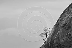 Alone juniper tree grows on a cliff. BW photo