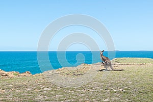 Alone Kangaroo near the clif and sea background at Coffs Harbour