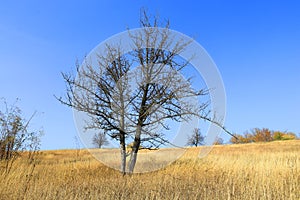 Alone leafless tree on dry grass meadow