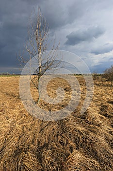 Alone leafless tree among dry spring grassland
