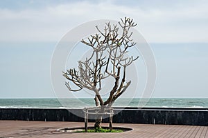 Alone leafless tree at seaside