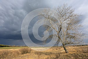 Alone leafless tree on spring meadow